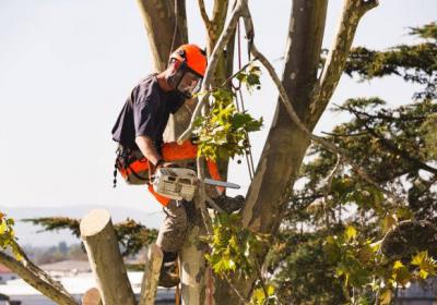 Tree Service In Sacramento - Tree Care Services - Sacramento Other