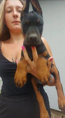 DOBERMAN top quality puppies - Vienna Dogs, Puppies