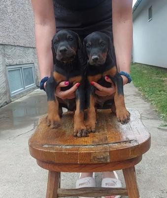 DOBERMAN top quality puppies - Vienna Dogs, Puppies