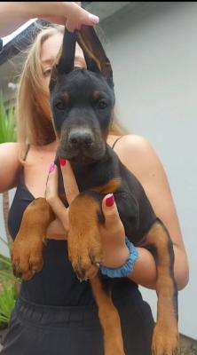 DOBERMAN top quality puppies - Vienna Dogs, Puppies