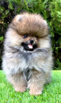 Pomeranian (BOO) males - Vienna Dogs, Puppies