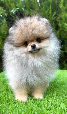 Pomeranian (BOO) males - Vienna Dogs, Puppies