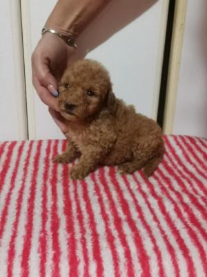 Poodle puppies - Vienna Dogs, Puppies