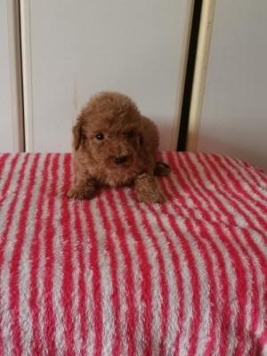 Poodle puppies - Vienna Dogs, Puppies