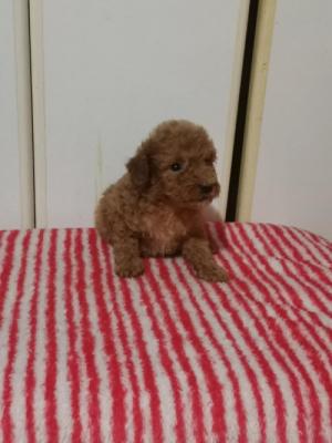 Poodle puppies - Vienna Dogs, Puppies