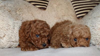 Mini Poodle - Vienna Dogs, Puppies