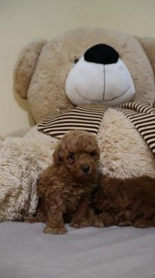 Mini Poodle - Vienna Dogs, Puppies