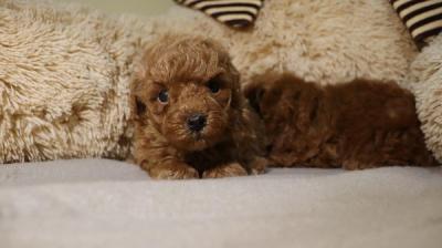 Mini Poodle - Vienna Dogs, Puppies