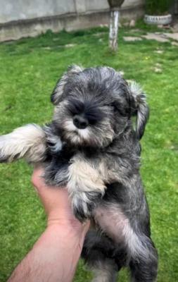 Zwergschnauzer - Vienna Dogs, Puppies