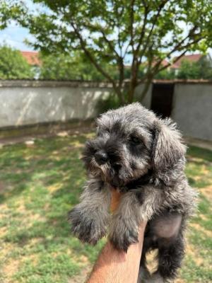 Zwergschnauzer - Vienna Dogs, Puppies