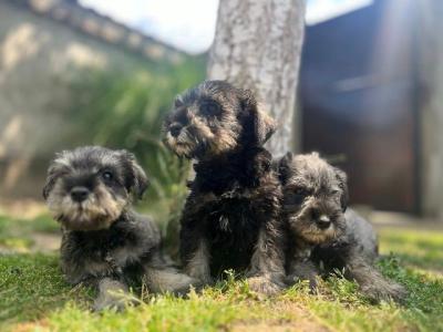 Zwergschnauzer - Vienna Dogs, Puppies