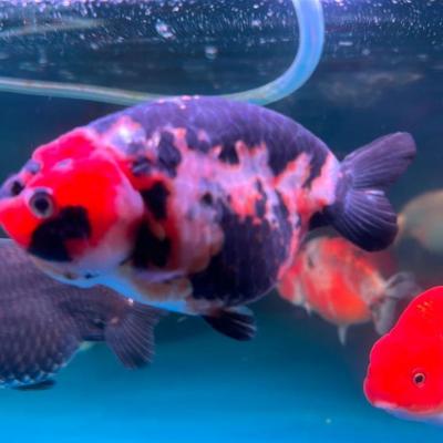 Ranchu Goldfish For Sale