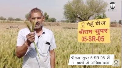 Achieve High Yields with Shriram Super 5-SR-05 Wheat Seeds in Rajasthan and Uttar Pradesh