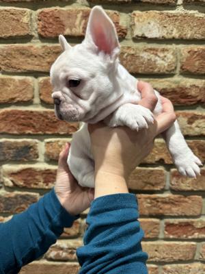 French Bulldog puppies  - Vienna Dogs, Puppies