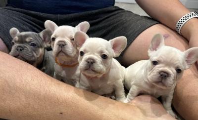 French Bulldog puppies  - Vienna Dogs, Puppies