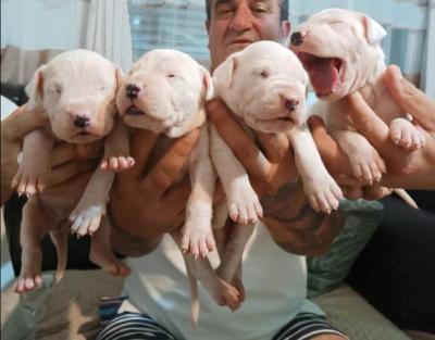 Dogo Argentino, Welpen - Vienna Dogs, Puppies