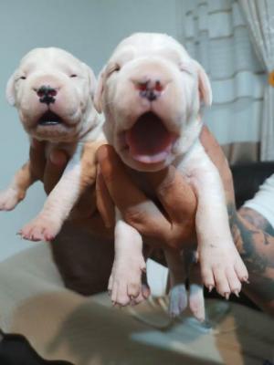 Dogo Argentino, Welpen - Vienna Dogs, Puppies