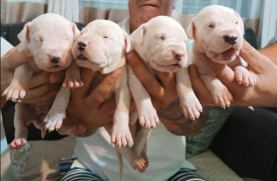 Dogo Argentino, Welpen - Vienna Dogs, Puppies