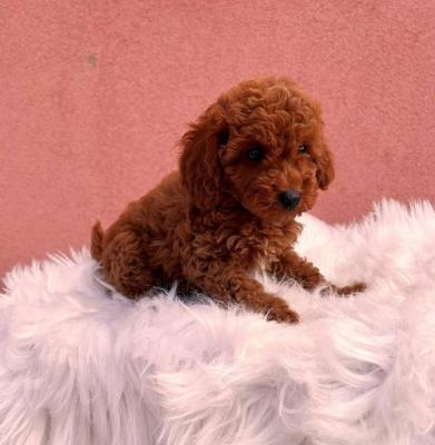 Red poodle - Vienna Dogs, Puppies