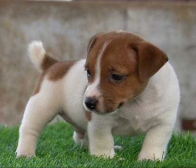 Jack Russell Terrier Puppies for Sale in Madurai - Madurai Dogs, Puppies