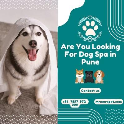 The Best Dog Spa in Pune - Pune Other