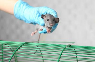 Rodent Control Abu Dhabi | Top Rodent Control In Abu Dhabi