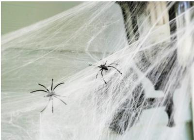 Spider Pest Control Near Me | Spider Pest Control Abu Dhabi - Abu Dhabi Other