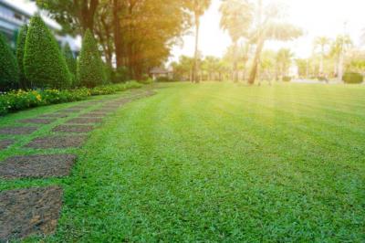 Make Commercial Landscapes More Beautiful With Palmetto Grass