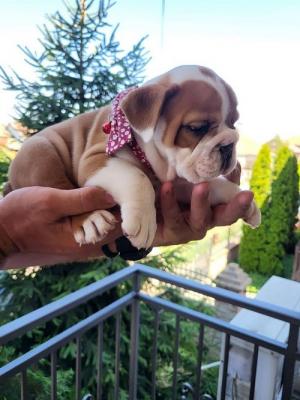 English bulldog - Vienna Dogs, Puppies