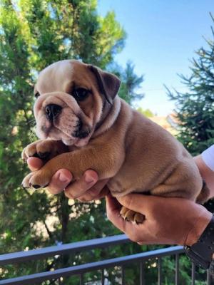 English bulldog - Vienna Dogs, Puppies