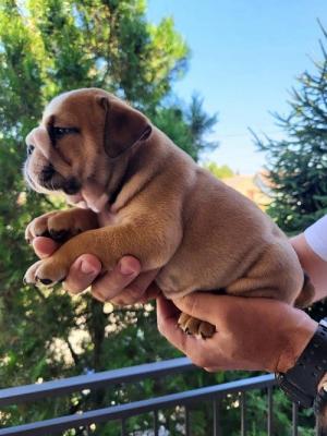 English bulldog - Vienna Dogs, Puppies