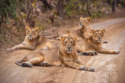 Gir National Park Tour Package | Gir Tour Packages