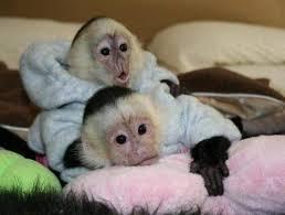 Very healthy and cute capuchin monkeys for sale whatsapp by text or call +33745567830