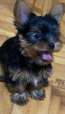 Mini Yorkies - Vienna Dogs, Puppies