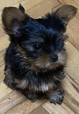 Mini Yorkies - Vienna Dogs, Puppies