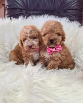 Labradoodle puppies F1B - Vienna Dogs, Puppies