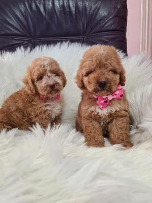 Labradoodle puppies F1B - Vienna Dogs, Puppies