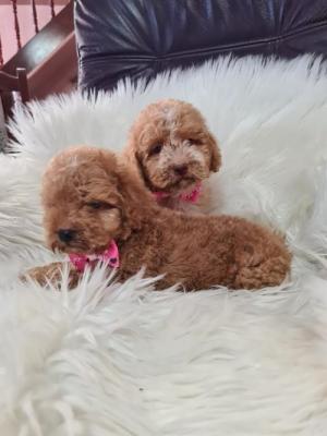 Labradoodle puppies F1B - Vienna Dogs, Puppies