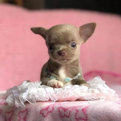 Cute and adorable teacup Chihuahua puppies available for sale  - Geneva Dogs, Puppies