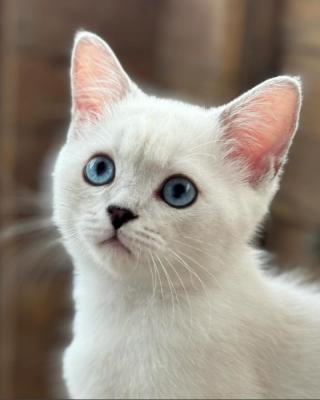 British shorthair blue eyes boy - Vienna Cats, Kittens