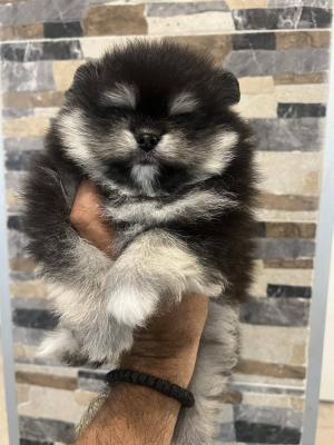 Pomeranians from imported parents