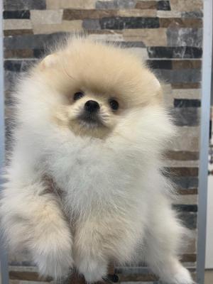 Pomeranians from imported parents - Vienna Dogs, Puppies