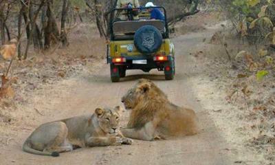 Wildlife Safari In Sasan Gir | Wildlife Tours 6 Days 7 Night In Sasan Gir