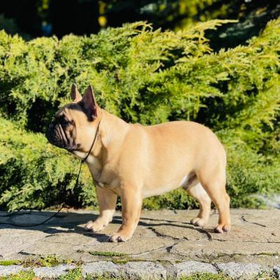 French Bulldog - Linz Dogs, Puppies