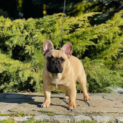 French Bulldog - Linz Dogs, Puppies