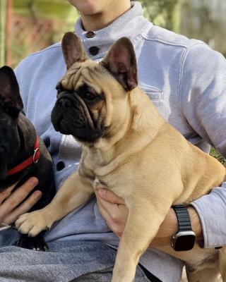 French Bulldog - Linz Dogs, Puppies