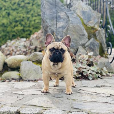 French Bulldog - Linz Dogs, Puppies