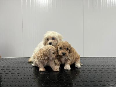 Maltipoo puppies - Vienna Dogs, Puppies