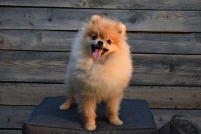 Zwergspitz-Pomeranian Boo - Vienna Dogs, Puppies