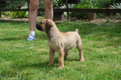 South african Mastif, Boerboel - Vienna Dogs, Puppies